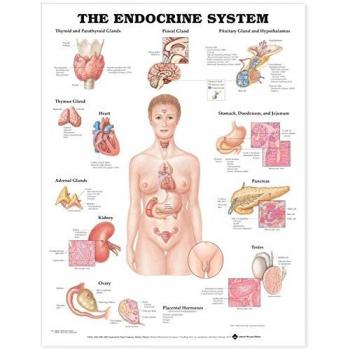 El sistema endocrino