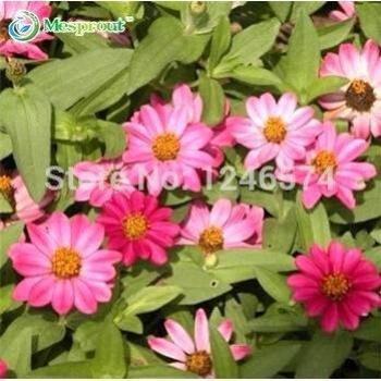 pequeña flor juventud y la vejez, las pequeñas semillas de margaritas flores, semillas de flores en maceta, a unos 50 partículas