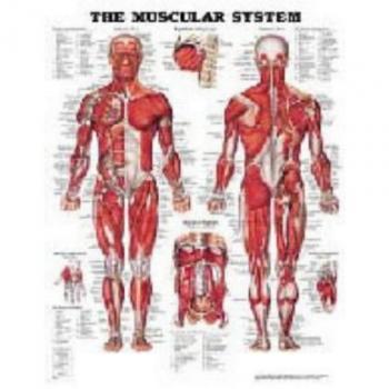 Anatomical Chart El Sistema Muscular