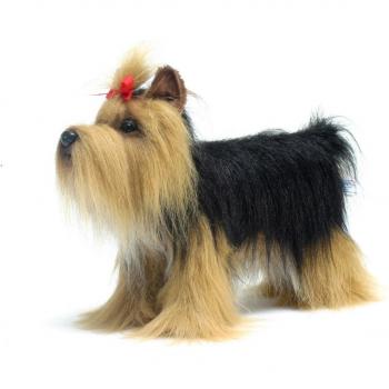Yorkshire terrier No.5909