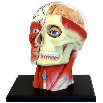 40MASTER Human Anatomy Head Model