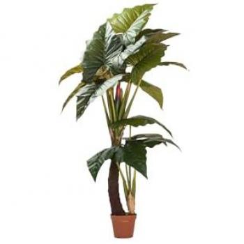 Planta Artificial Colocasia Esculenta 150x150x220 cm