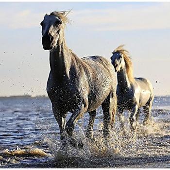 Puzzle Grafika Caballos 1500 Piezas