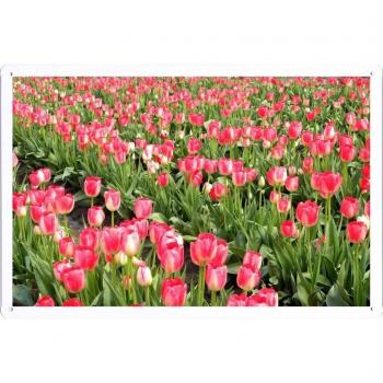 Metal cartel Cartel de chapa Hojalata sesión Flower Tin Sign Tulips Flowers Field Series Spring 35431 Retro Vintage Pared Decoración by hamgaacaan