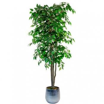 Planta Artificial Ficus Grande 180 cm - Decoración para Hogar, Oficina y Eventos con Maceta de 17,5 cm