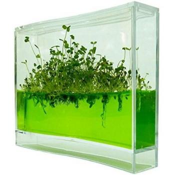 Globus Super Forest 6146661 - Acuario educativo para plantas y hormigas