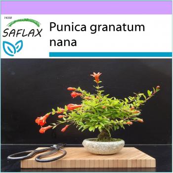 SAFLAX - Bonsai - Granada Enana - 50 semillas - Punica granatum nana