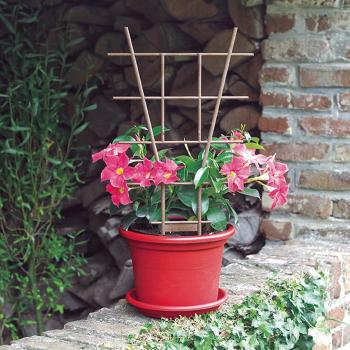Tutor espaldera Echelle 50 cm marrón Nortene