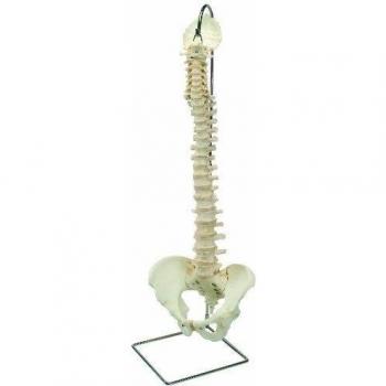 3B Scientific A794 Modelo de anatomía humana Bonelike Columna Vertebral + software de anatomía gratuito - 3B Smart Anatomy