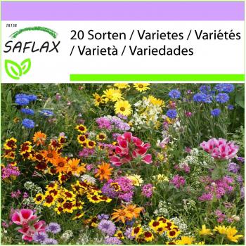 SAFLAX - Mistura de gnomo de jardim alto - 1000 sementes - 20 mistura de flores silvestres