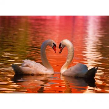 Grafika Kids (01050) - Cisnes - 24 piezas
