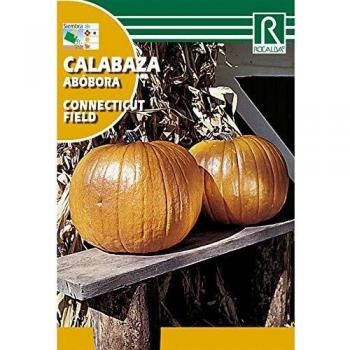 Semilla Calabaza Connecticut Field