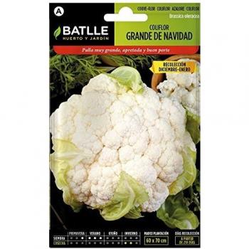 Coliflor grande NAVIDAD (dic-en)