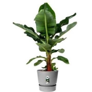 Maceta Redonda Elho Greenville 25cm - Plástico 100% Reciclado - Gris Hormigón Vivo