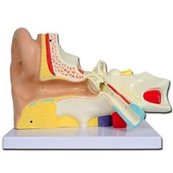 GIMA ref 40038 Modelo de oreja humana, anatomía del oreja, linea Value, 3 piezas, tamaño 3X, el martillo, el yunque y el estribo del tímpano son removibles
