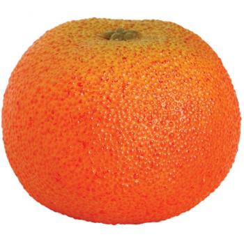 Mandarina Rugosa Decorativa Catral 72020030 - Planta ornamental, variedad de mandarina rugosa, ideal para jardines y terrazas, resistencia a plagas, crecimiento compacto, hojas brillantes y frutos decorativos
