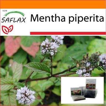 SAFLAX - Garden in the Bag - Menta piperita - 300 semillas - Con sustrato en bolsa stand up adecuada