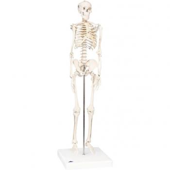 3B Scientific A18 Modelo de anatomía humana Mini esqueleto “Shorty“ + software de anatomía gratuito - 3B Smart Anatomy