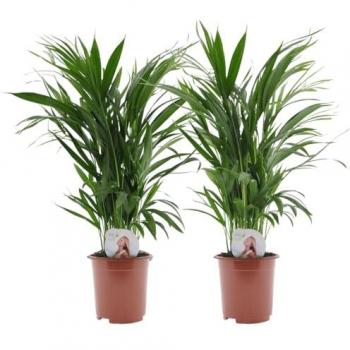 Set de 2 Palmas Areca Doradas Dypsis Lutescens - Macetas de 17 cm - Altura 60-70 cm