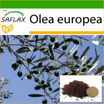SAFLAX - Azeitona Comum - 20 sementes - Com substrato para melhor cultivo - Olea europea