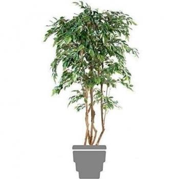 Verde Espacio Ficus MultiTree Natasja verde, verde, 20 x 110 cm