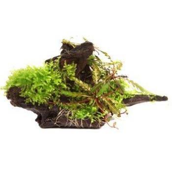 Hygrophila pinnatifida y musgo en madera de manglar