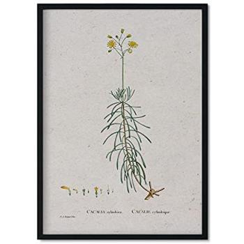 Lámina Decorativa A3 Naturaleza 151 con Ilustraciones en Acuarela de Pierre-Joseph Redouté - Sin Marco