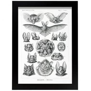 Lámina Artística Decorativa A4 de Chiroptera Estilo Vintage para Hogar y Estudios