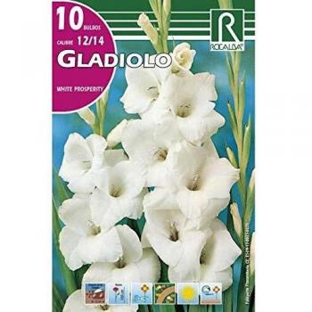 Bulbo Gladiolo blanco puro 10 unidades Rocalba