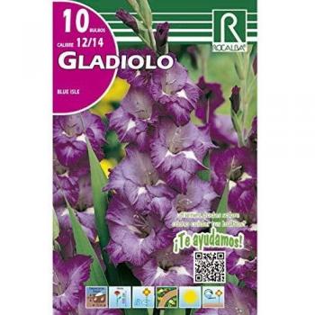 Bulbo Gladiolo Blue Isle 10 unidades