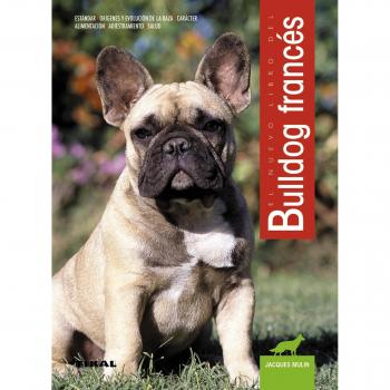 Bulldog Frances/ French Bulldog