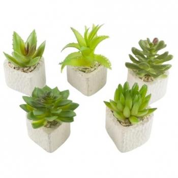 Set de 5 mini suculentas con macetas de piedra en forma de corazón
