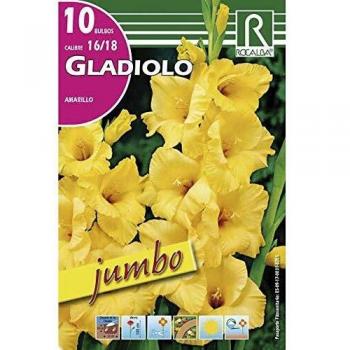 Bulbo Gladiolo Jumbo Amarillo 10 unidades