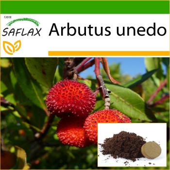 SAFLAX - Morango - 50 sementes - Com substrato para melhor cultivo - Arbutus unedo