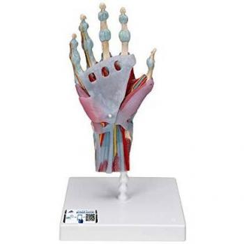 3B Scientific M33/1 Modelo Anatómico Humano - Modelo del Esqueleto de la Mano Con Ligamentos y Músculos + Software de Anatomía - 3B Smart Anatomy
