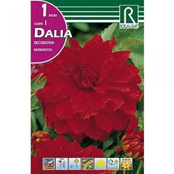 Bulbo Dalia decorativa Rojo terciopelo 1 unidad Rocalba