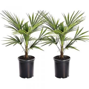 Set de 2 Palmas de Abanico Trachycarpus Fortunei - Maceta 15 cm - Altura 35-45 cm