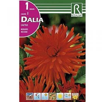 Bulbo Dalia cactus rojo escarlata 1 unidad