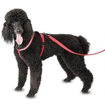 The Company of Animals 0886284407427 - Comfy arnés Red XL