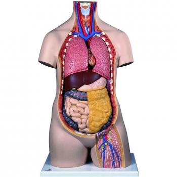 3B Scientific B12 Torso Clásico Asexuado, 11 Partes