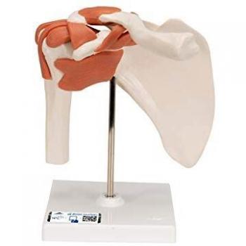 3B Scientific A80 Modelo Anatómico Humano - Articulación del Hombro, Modelo Funcional + Software de Anatomía - 3B Smart Anatomy