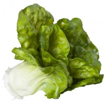 Lechuga II - Lechuga fresca, variedad crujiente, organica, cultivada sin pesticidas, rica en vitaminas y minerales, ideal para ensaladas y acompañamientos