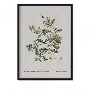 Lámina Decorativa Naturaleza 097 - Póster Acuarela Pierre-Joseph Redouté, Tamaño A4 para Decoración de Interiores