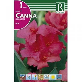 Bulbo Canna rosa hoja verde rosa 1 unidad