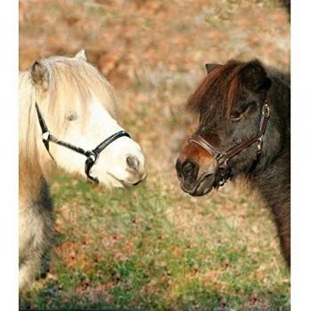 Cabestro de cuero Waldhausen Star Diamond negro para caballo (Cob)