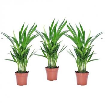 Set de 3 Palmas Areca Doradas Dypsis Lutescens - Maceta 12cm - Altura 30-45cm