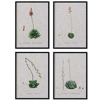 Pack de Pósters Suculentas 2 - Ilustraciones en Acuarela de Pierre-Joseph Redouté, Decoración Interior A3 sin Marco