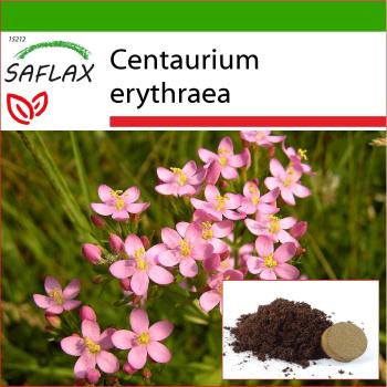 SAFLAX - Centaury Comum - 250 sementes - Com substrato para melhor cultivo - Centaurium erythraea