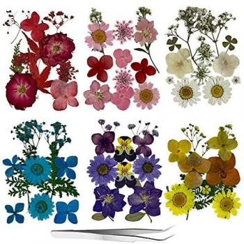 Roqueen 72 Piezas Naturales Flores Prensadas Secas para Resina con Pinzas para Scrapbooking DIY Vela Decoración Joyas Artesanía Tarjetas Haciendo