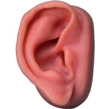 3B Scientific N15/1R Modelo derecho del Oído Para Practicar la Acupuntura